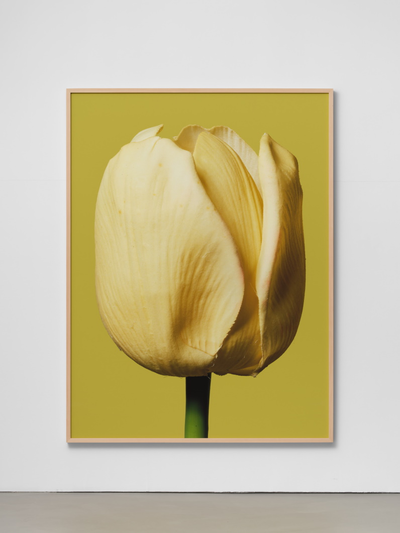 Bumping Surfaces - Tulip A