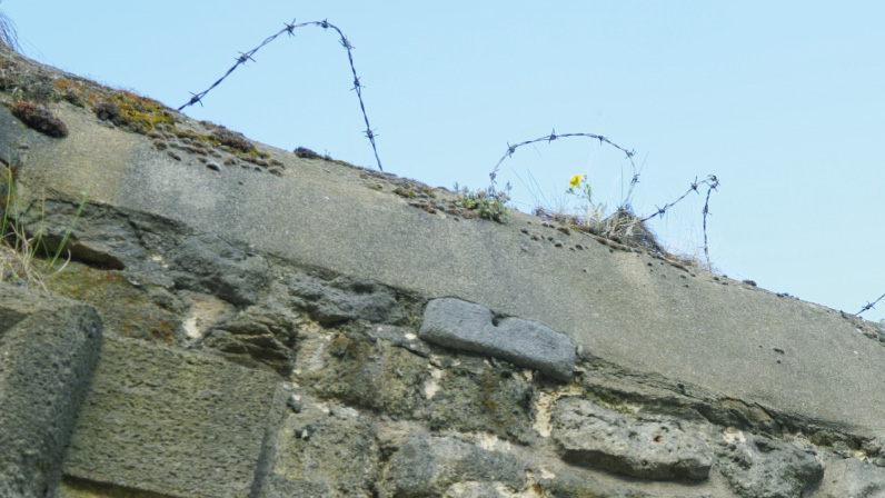 The Ragwort